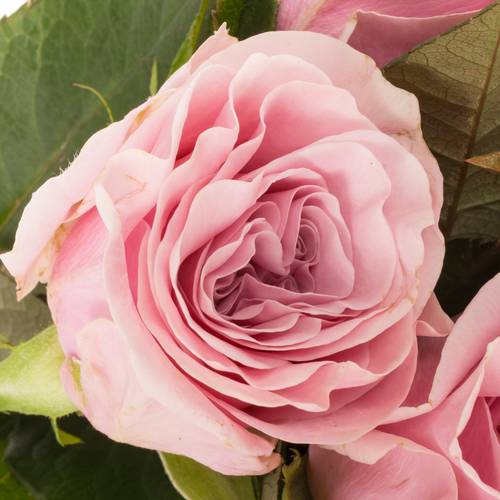Rose hell rosa Addicted 2 Love 50cm