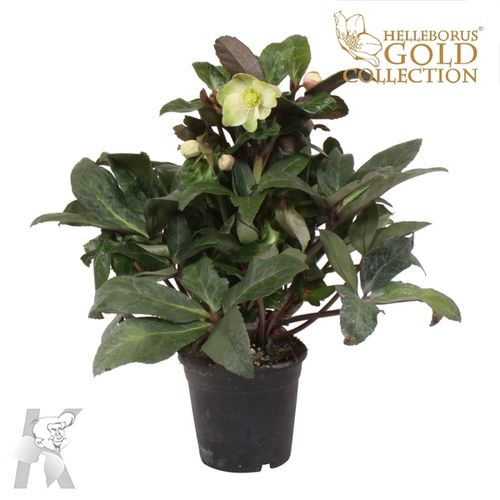 Helleb.weiss Snow Dance T15 H030