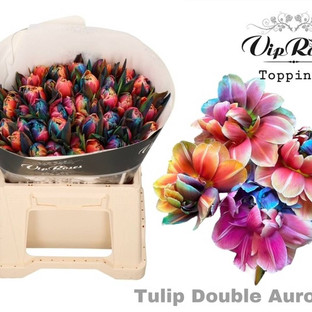 Tulpe Mix gefärbt Double Aurora 32 Gramm
