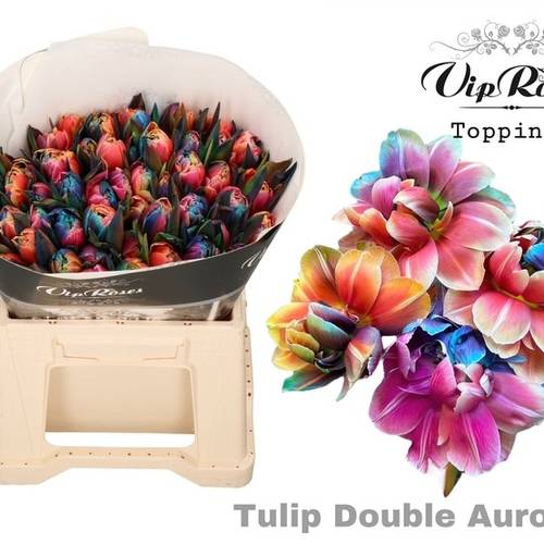 Tulpe Mix gefärbt Double Aurora 32 Gramm