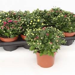 Chrysantheme mix Gardenmums Carnaval T13 H020