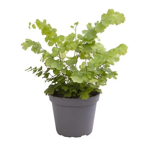 Adiantum Raddianu Fritz Luthi T6 H20