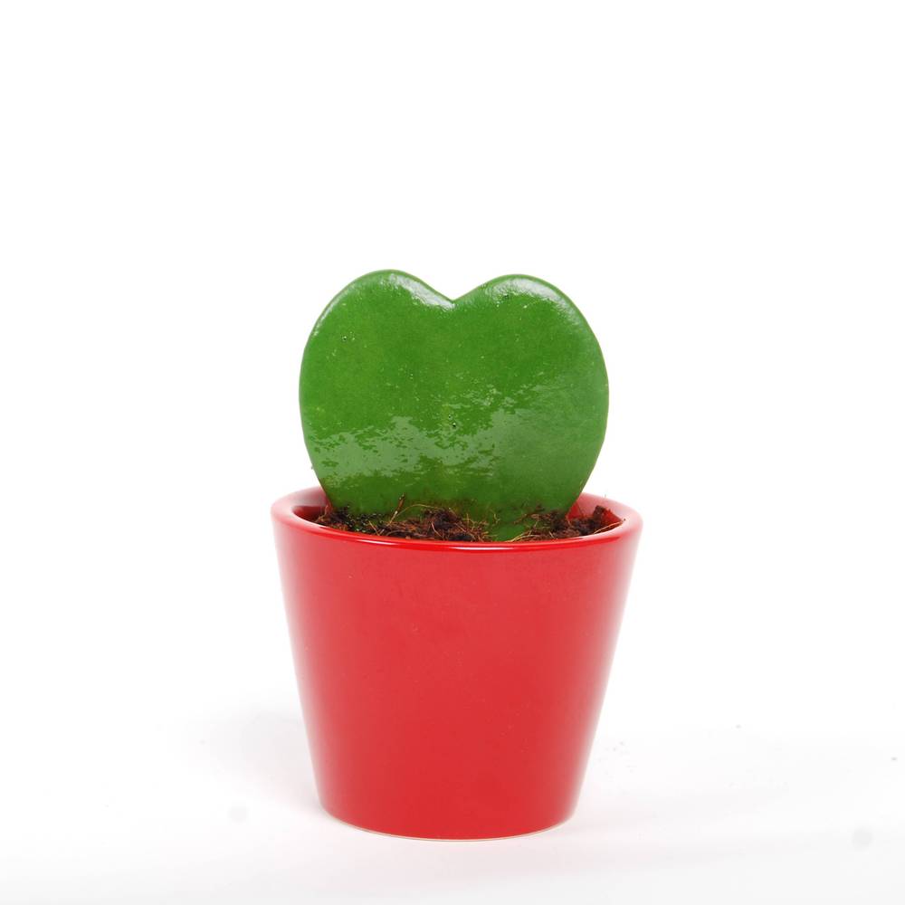 Hoya Kerrii im rot Keramik T07 H013