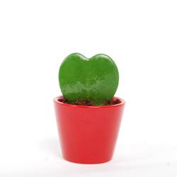 Hoya Kerrii im rot Keramik T07 H013