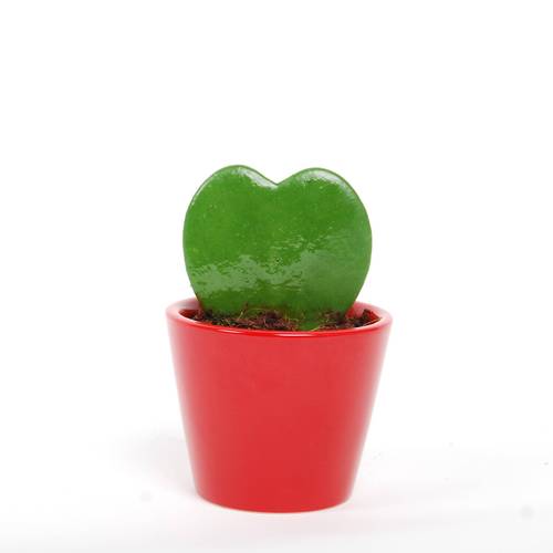 Hoya Kerrii im rot Keramik T07 H013