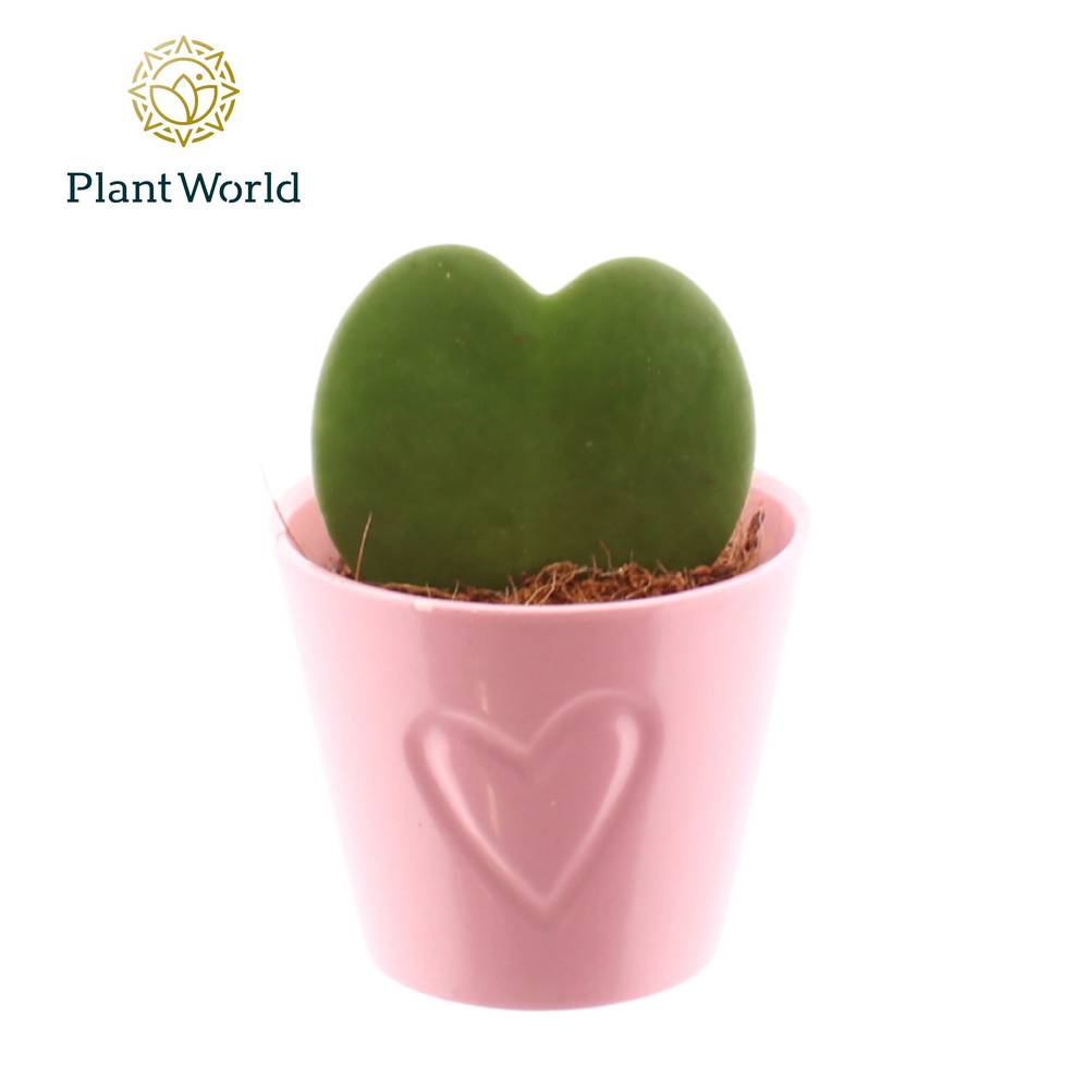 Hoya Kerrii im rot Keramik T07 H013