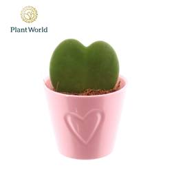 Hoya Kerrii im rot Keramik T07 H013