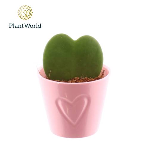 Hoya Kerrii im rot Keramik T07 H013