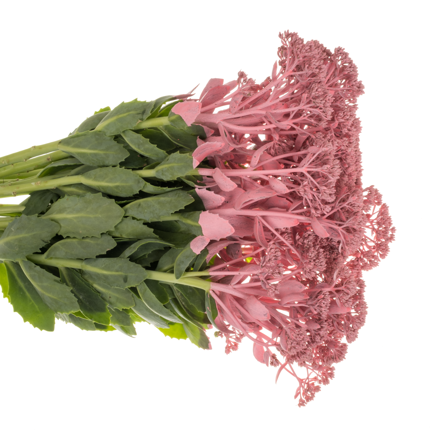 Sedum gefärbt rosa Pink 55cm