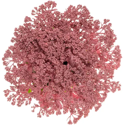 Sedum gefärbt rosa Pink 55cm