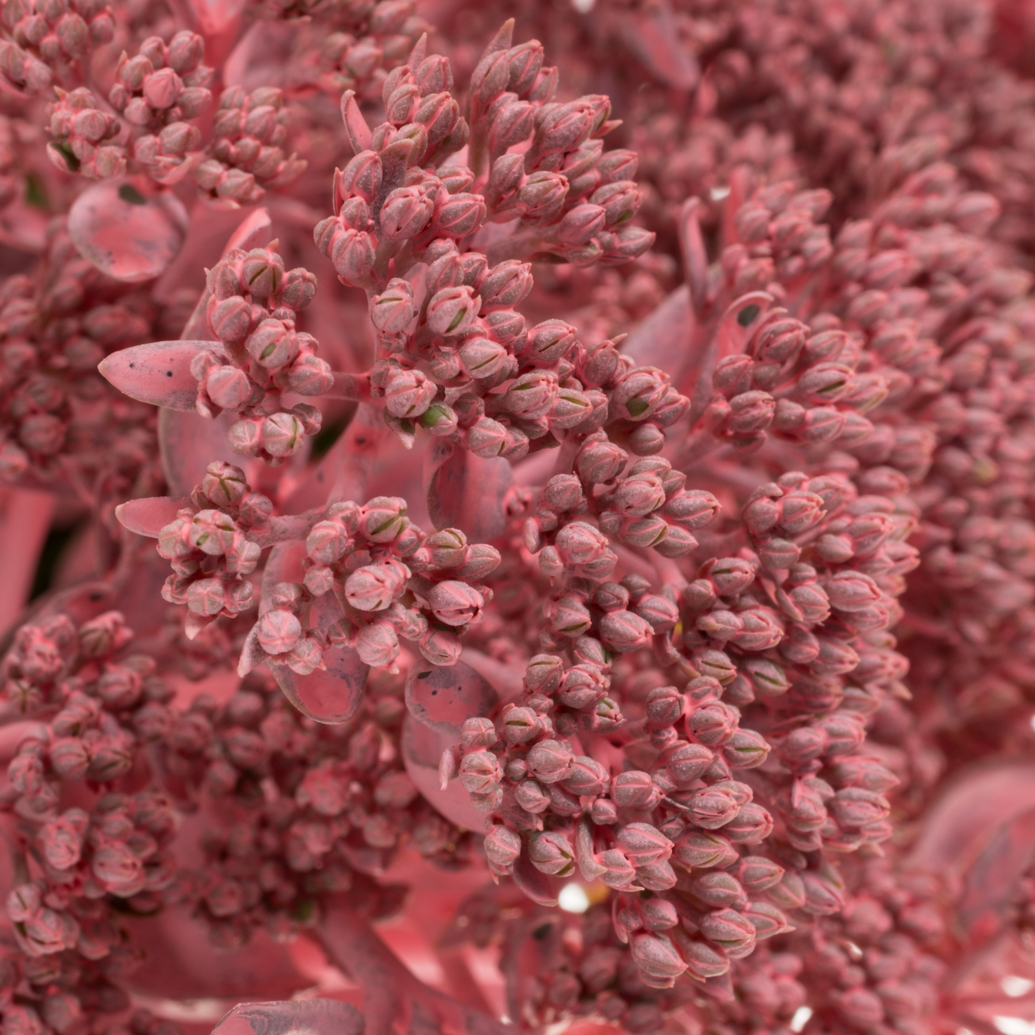 Sedum gefärbt rosa Pink 55cm