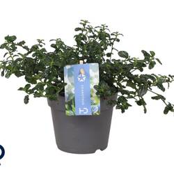 Ceanothus Repens blau Strauch T12 H030