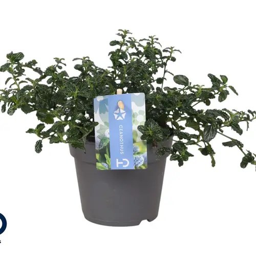 Ceanothus Repens blau Strauch T12 H030