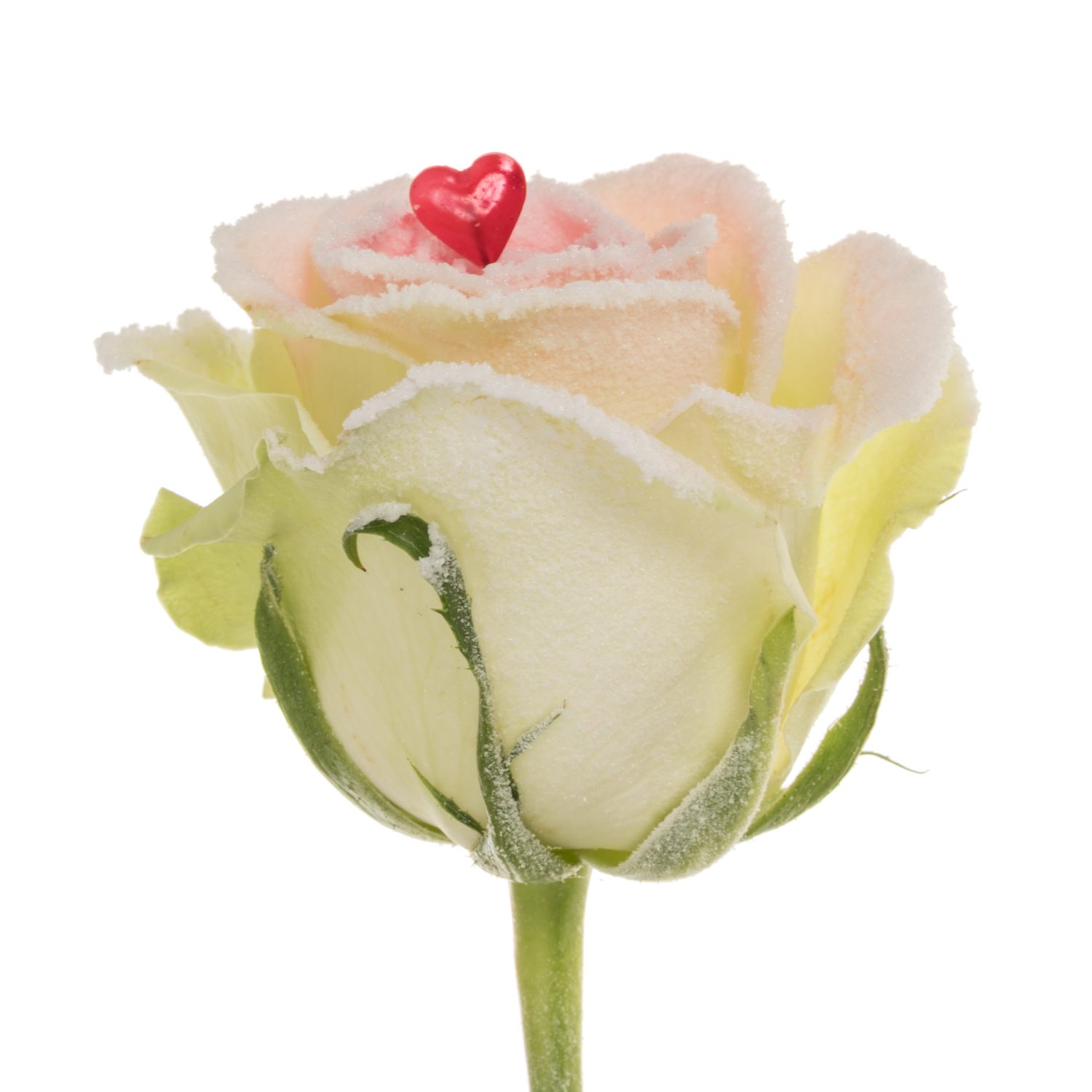 Rose creme/weiss/rosa Sugar Love Premium 60cm