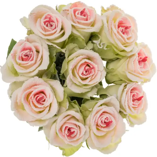 Rose creme/weiss/rosa Sugar Love Premium 60cm