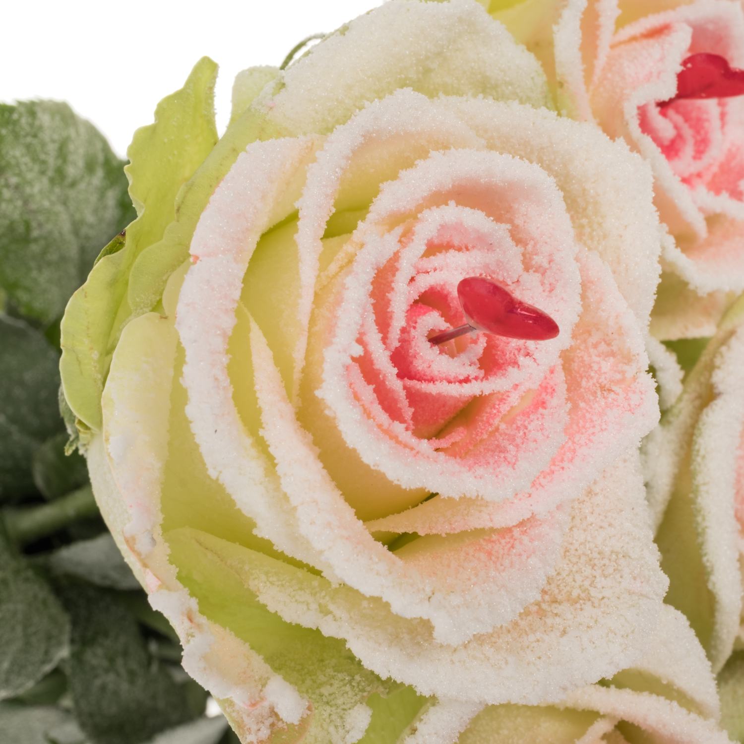 Rose creme/weiss/rosa Sugar Love Premium 60cm