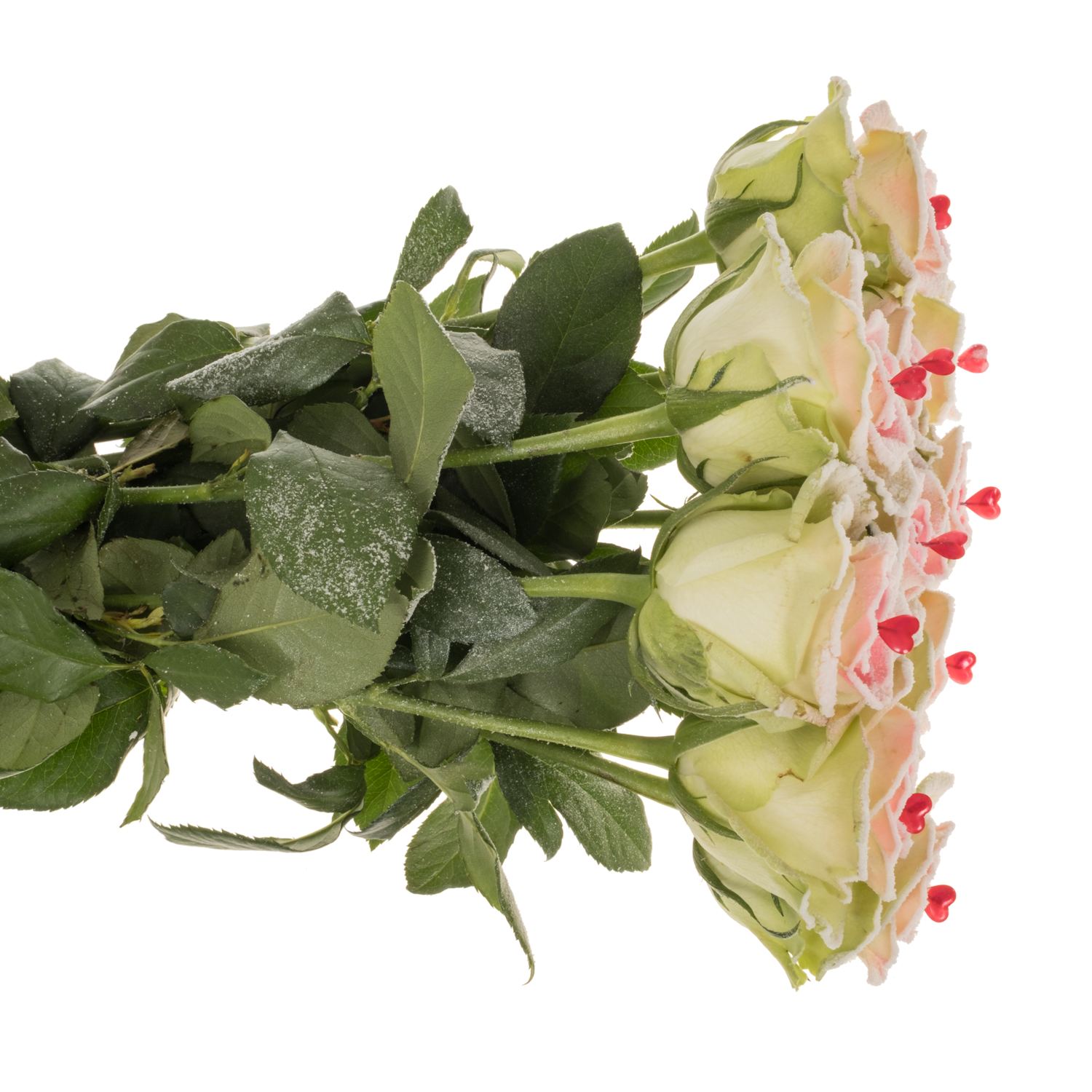Rose creme/weiss/rosa Sugar Love Premium 60cm