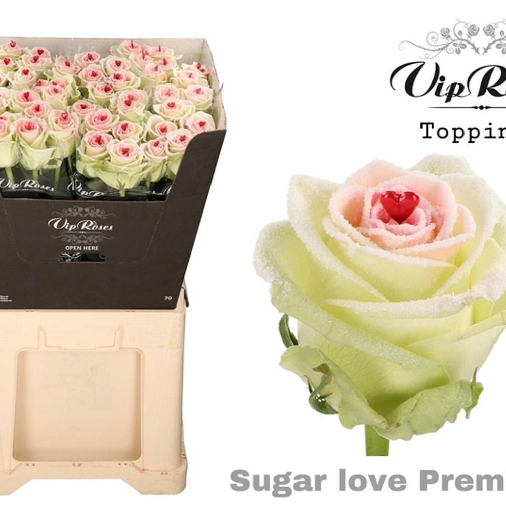 Rose Sugar Love Premium 60cm