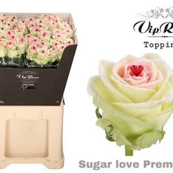 Rose Sugar Love Premium 60cm