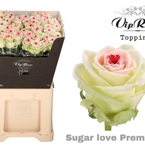 Rose Sugar Love Premium 60cm