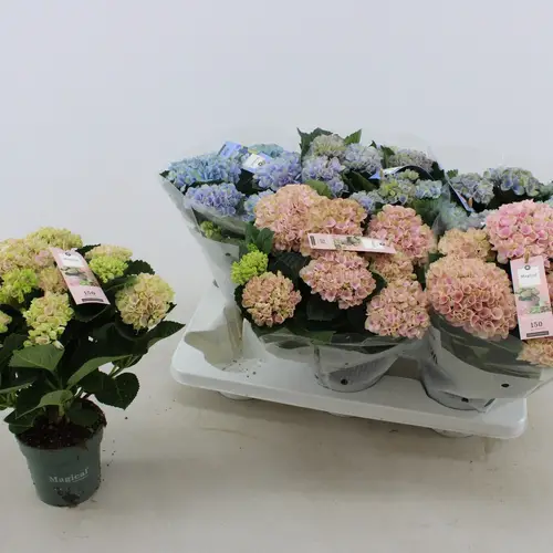 Hortensia mix Magical Revolution 5+Blüte T12 H030