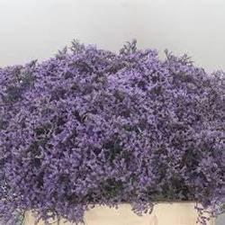 Limonium lila Emiel pro Bund x4