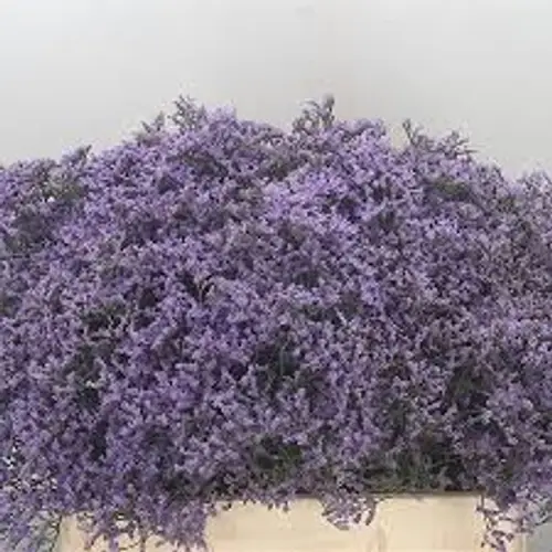 Limonium lila Emiel pro Bund x4