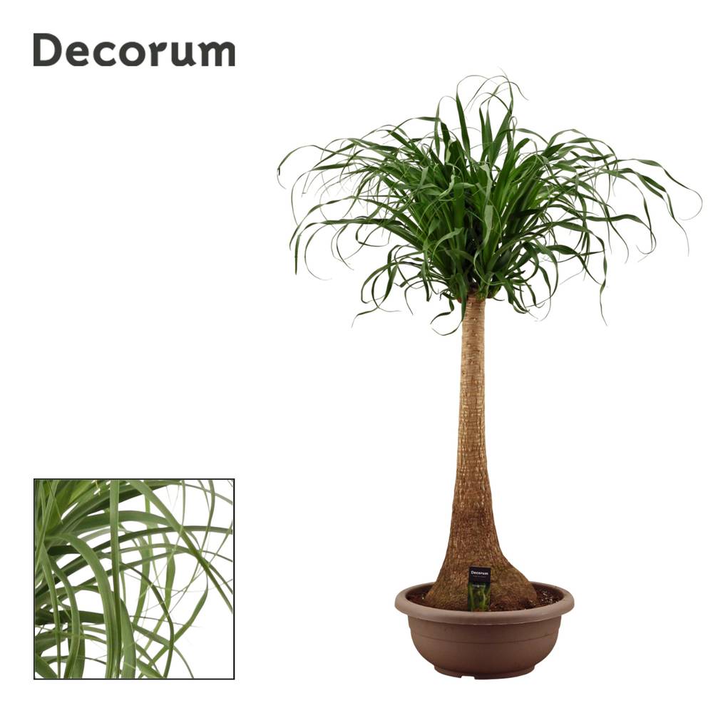 Beaucarnea auf Stamm T40 H170