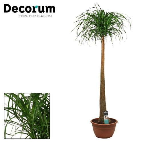 Beaucarnea Stamm T40 H170