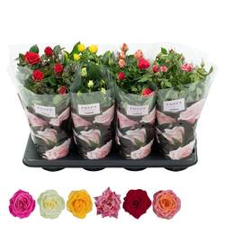 Rose Patio mix T13 H036