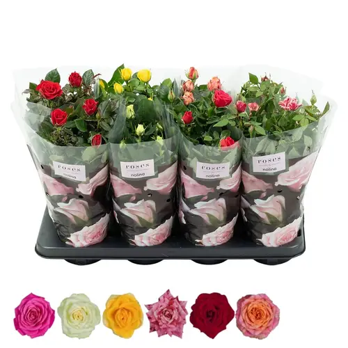 Rose Patio mix T13 H036