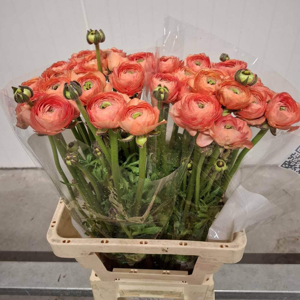 Ranunkel apricot Cloni Tuareg 55cm x 20