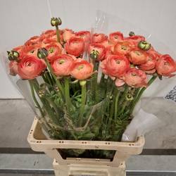 Ranunkel apricot Cloni Tuareg 55cm x 20