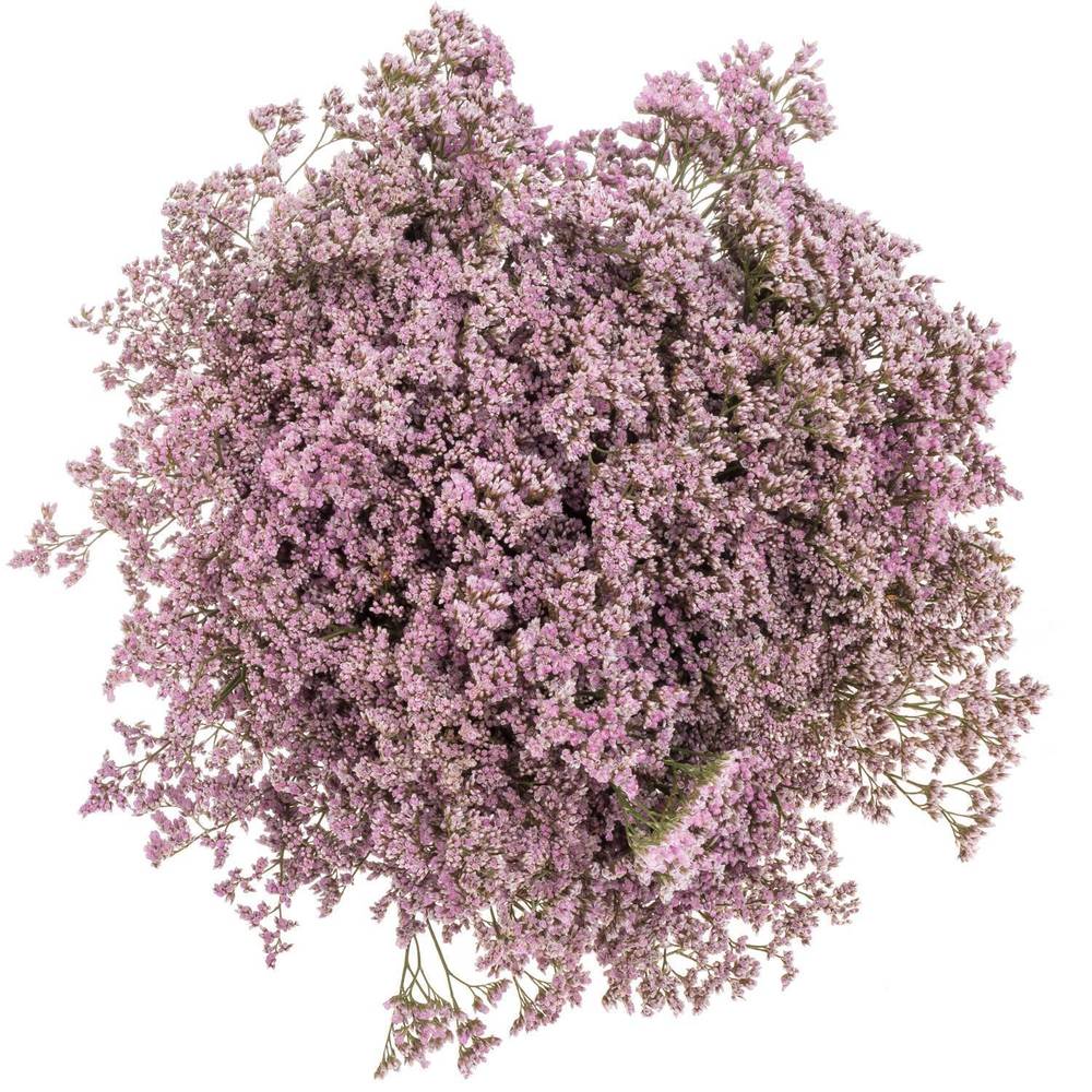 Limonium hell rosa Safora Oshi Pink 50 Gramm 70cm