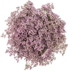 Limonium hell rosa Safora Oshi Pink 50 Gramm 70cm