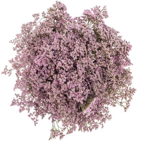 Limonium hell rosa Safora Oshi Pink 50 Gramm 70cm