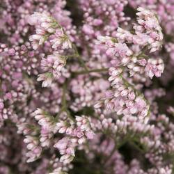 Limonium hell rosa Safora Oshi Pink 50 Gramm 70cm