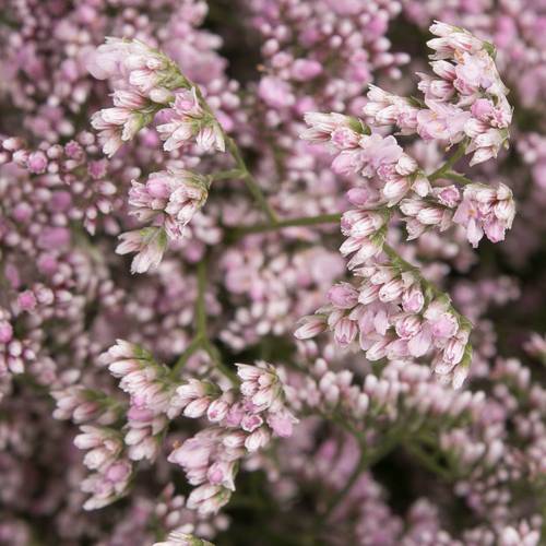 Limonium hell rosa Safora Oshi Pink 50 Gramm 70cm