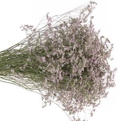 Limonium hell rosa Safora Oshi Pink 50 Gramm 70cm