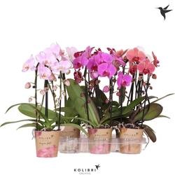 Phal.2-R mix Niagara T12 H045