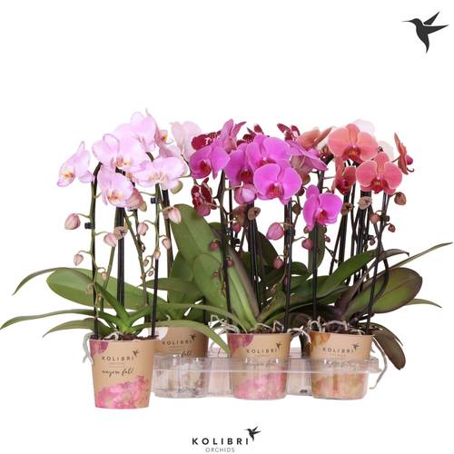 Phal.2-R mix Niagara T12 H045