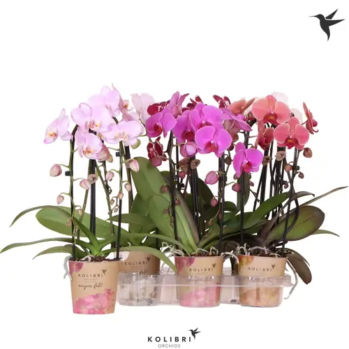 Phal.2-R mix Niagara T12 H045
