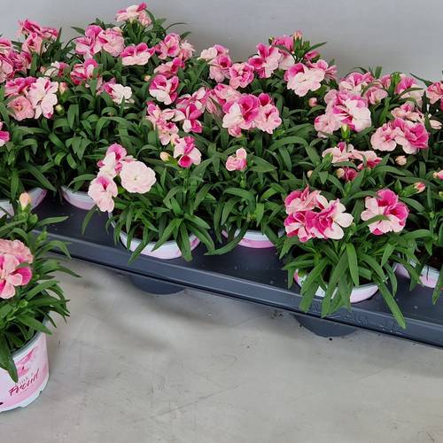 Dianth.rosa/lila T10,5 H024