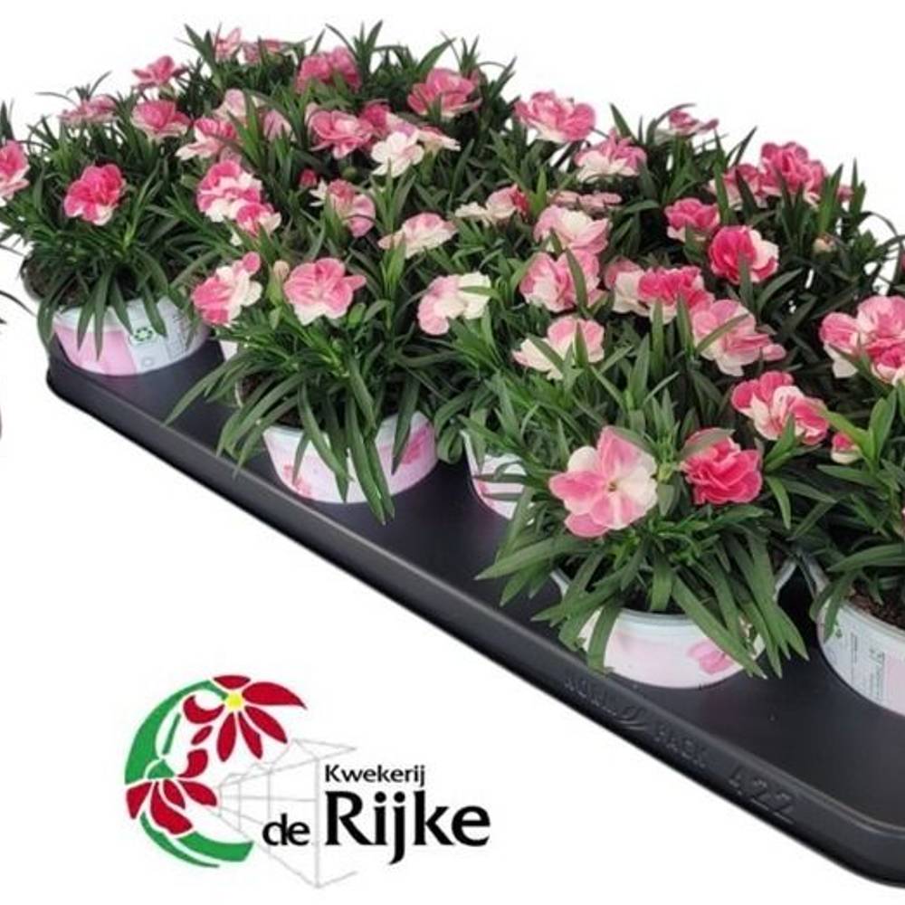 Dianthus creme/rosa T10,5 H024