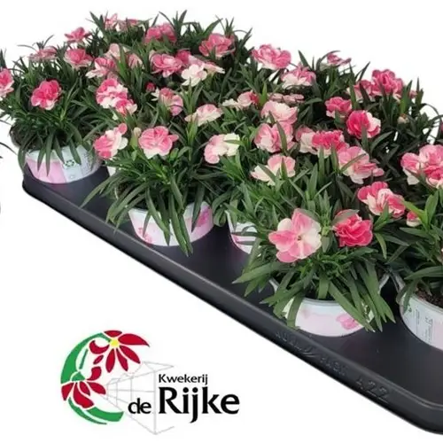 Dianthus creme/rosa T10,5 H024