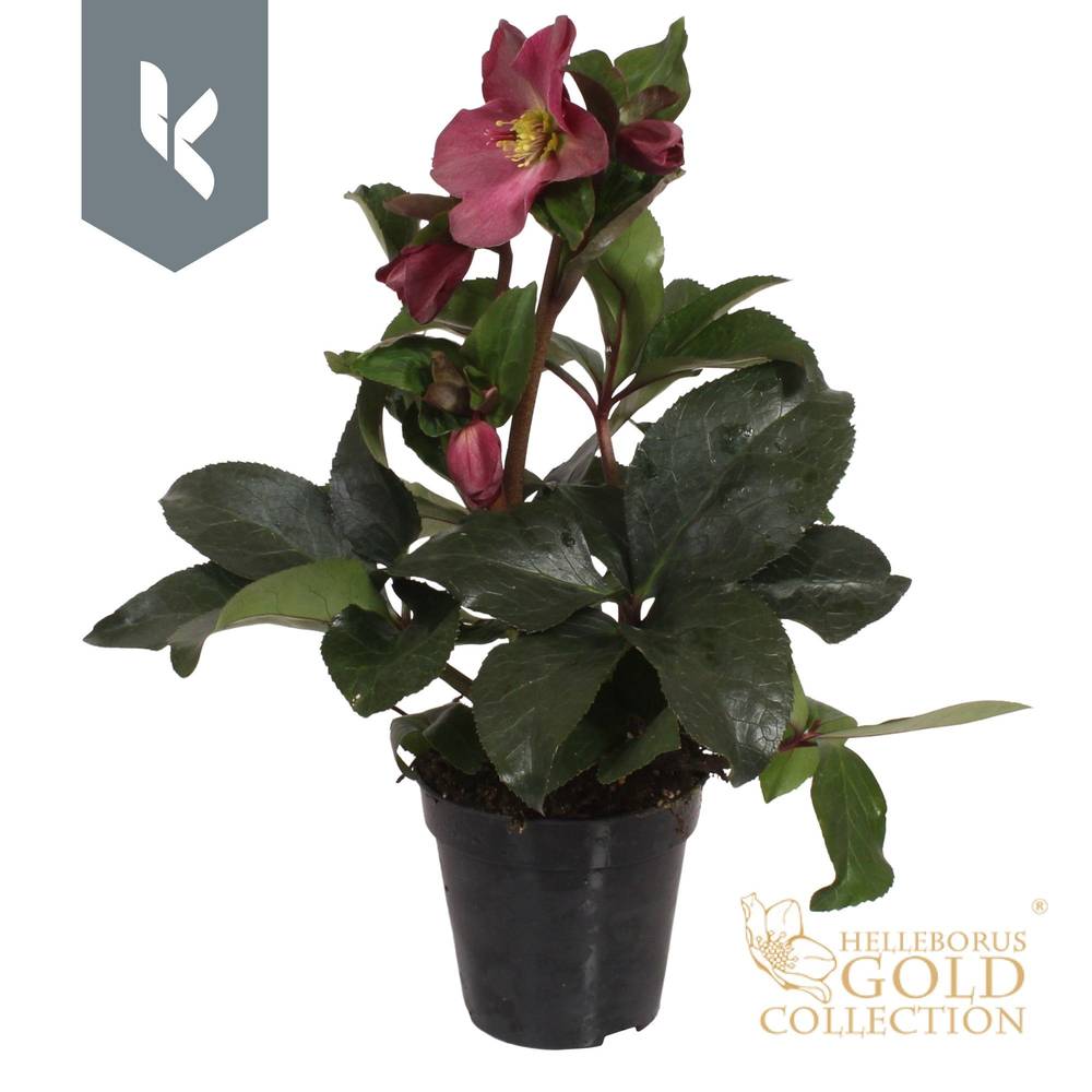 Helleborus Ice N Roses weinrot T13 H040