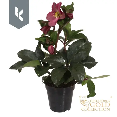 Helleborus Ice N Roses weinrot T13 H040