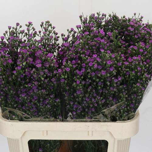 Aster Baby Pink rosa 35 Gramm 80cm