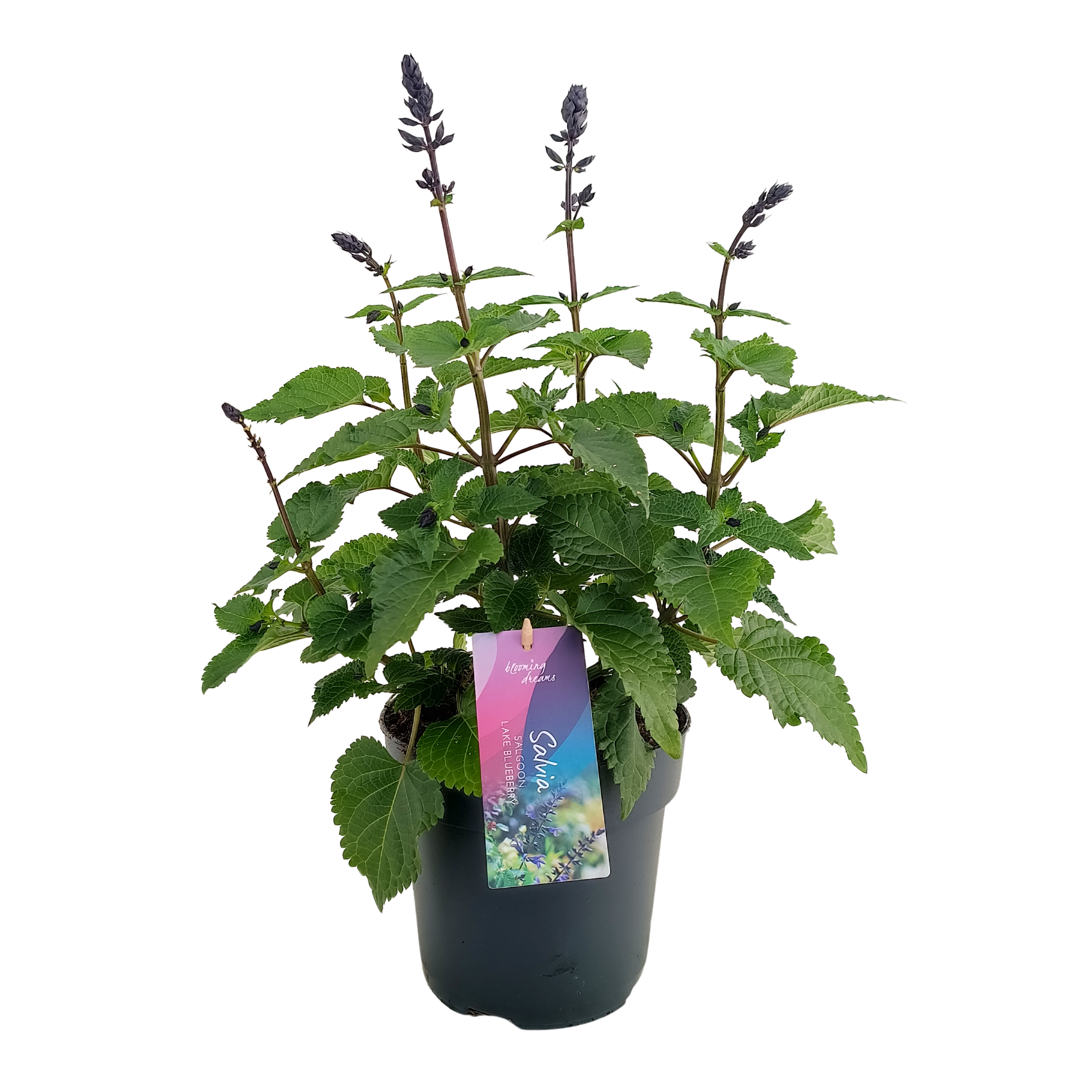 Salvia violett Lake Blueberry T17 H040