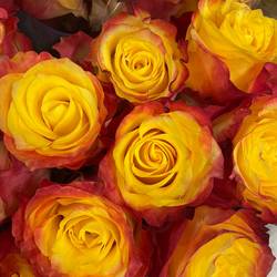 Rose gelb/rot sonstig 50cm